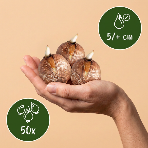 Botanische Krokusse Mischung – Crocus – Ansicht 3