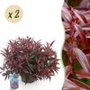 Traubenheide ‚Burning Love' – Leucothoe