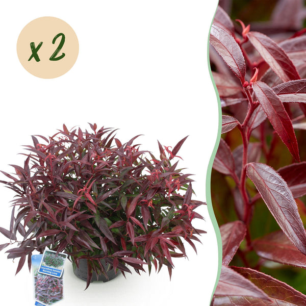 Traubenheide ‚Burning Love' – Leucothoe