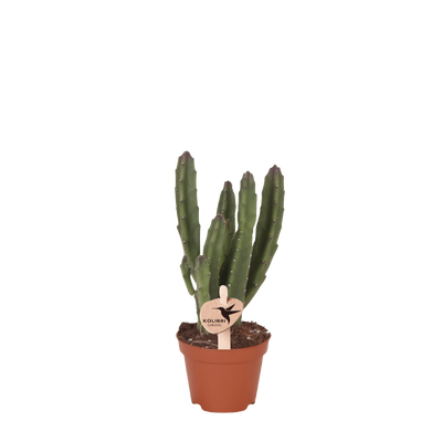 Aasblume – Stapelia leendertziae