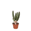 Aasblume – Stapelia leendertziae – Ø 6 cm