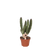 Aasblume – Stapelia leendertziae – Ø 6 cm