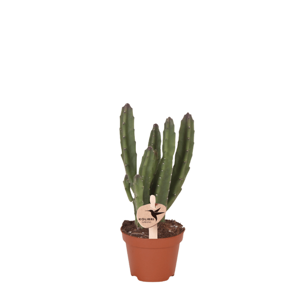 Aasblume – Stapelia leendertziae – Ø 6 cm