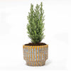 Lawsons Scheinzypresse ‚Ellwoodii' – Chamaecyparis lawsoniana