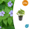 Knotiger Storchschnabel – Geranium nodosum