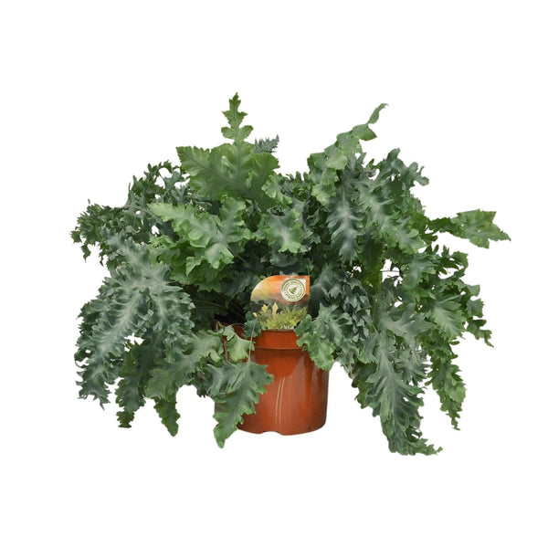 Goldtüpfelfarn ‚Davana' – Phlebodium aureum