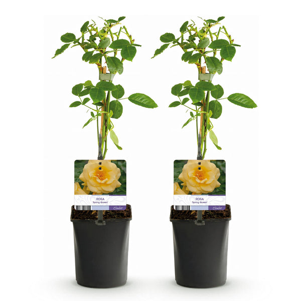 Kletterrose ‚Spring Queen' – Rosa – Ansicht 2