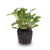 Mosaikpflanze ‚Joly Josan' – Fittonia albivenis