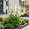 Rittersporn ‚Galahad' – Delphinium x cultorum – Ansicht 6