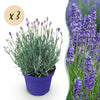 Lavendel ‚Hidcote' – Lavandula angustifolia