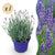 Lavendel ‚Hidcote' – Lavandula angustifolia