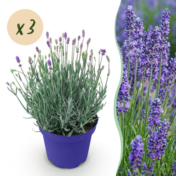 Lavendel ‚Hidcote' – Lavandula angustifolia