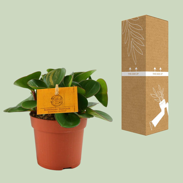 Zwergpfeffer – Peperomia obtusifolia – Ansicht 3