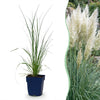 Zwerg-Pampasgras ‚Pumila' – Cortaderia selloana – 1 Stück