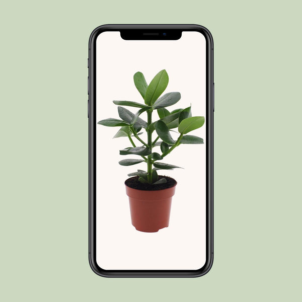 Clusia rosea ‚Princess' – Ansicht 4
