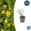 Johanniskraut ‚Peter Dummer' – Hypericum × dummeri
