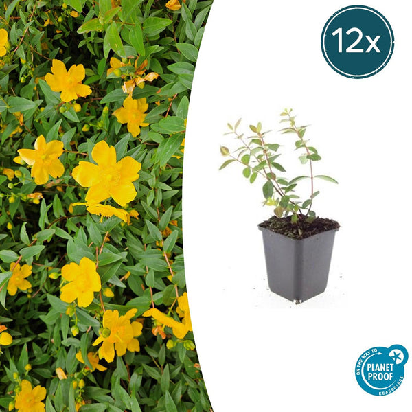 Johanniskraut ‚Peter Dummer' – Hypericum × dummeri