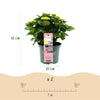 Bauernhortensie ‚Magical Revolution Pink' – Hydrangea macrophylla – Ansicht 3