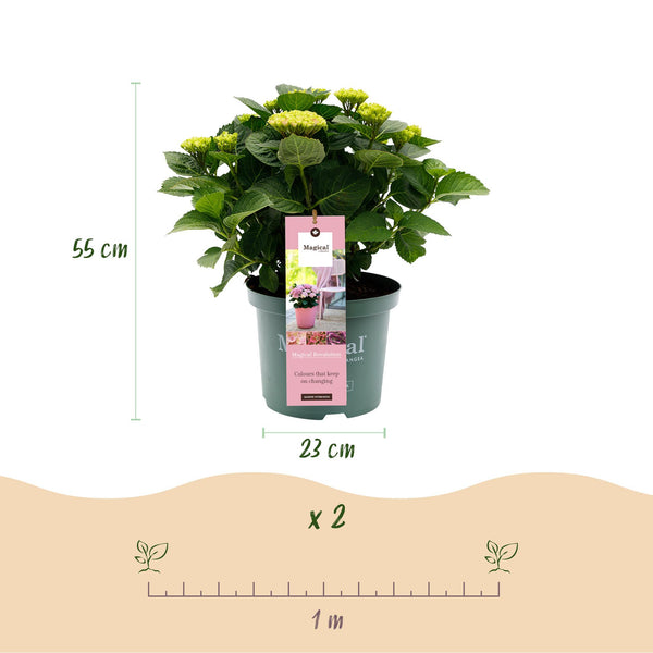 Bauernhortensie ‚Magical Revolution Pink' – Hydrangea macrophylla – Ansicht 3
