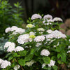 Bauernhortensie ‚Endless Summer The Bride' – Hydrangea macrophylla – Ansicht 6