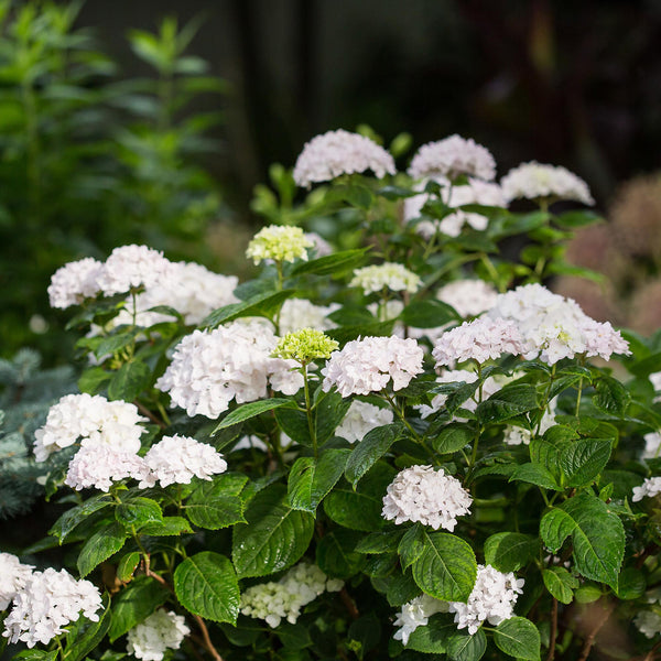 Bauernhortensie ‚Endless Summer The Bride' – Hydrangea macrophylla – Ansicht 6