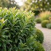 Portugiesischer Lorbeer ‚Angustifolia' – Prunus lusitanica – Ansicht 5