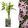 Rosa Jasmin – Jasminum × stephanense