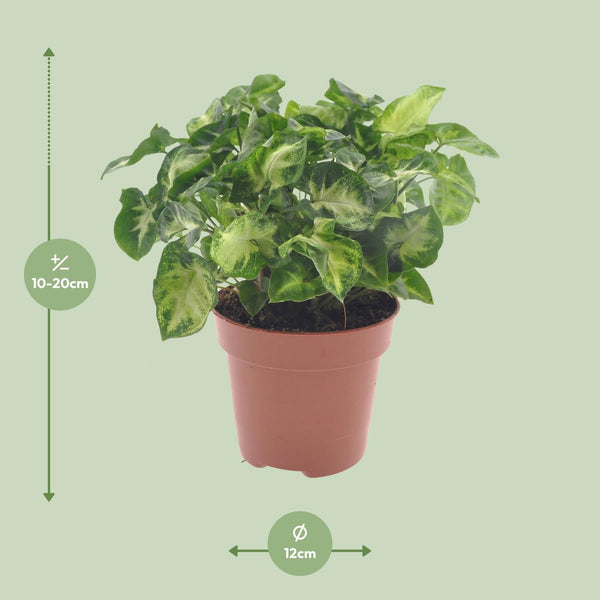 Purpurtute ‚Pixie' – Syngonium podophyllum – Ansicht 2