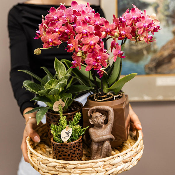 Schmetterlingsorchidee ‚Blossom Congo' – Phalaenopsis – Ansicht 10