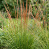 Pfeifengras ‚Heidebraut' – Molinia caerulea – Ansicht 5