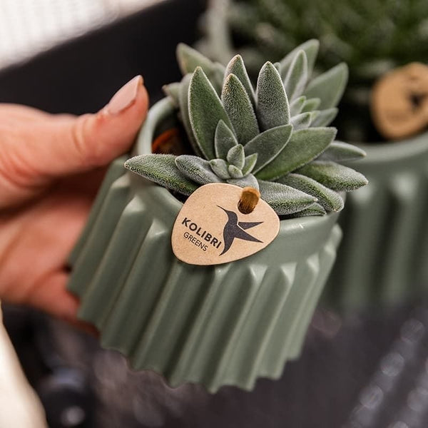 Crassula ovata ‚Tarantula' – Ansicht 5
