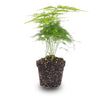 Zierspargel – Asparagus setaceus – Ø 6 cm