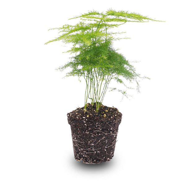 Zierspargel – Asparagus setaceus – Ø 6 cm
