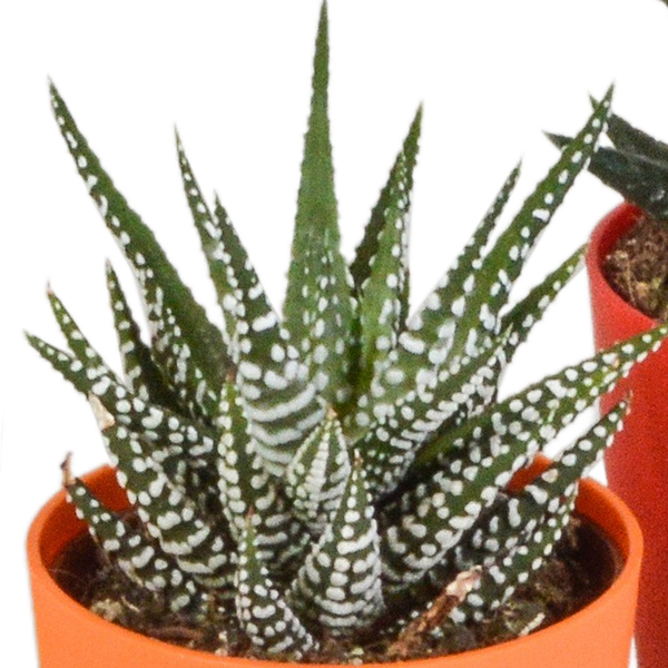 Sukkulenten-Set „Gasteria & Haworthia-Mix" – Gasterien und Haworthien – Ansicht 4