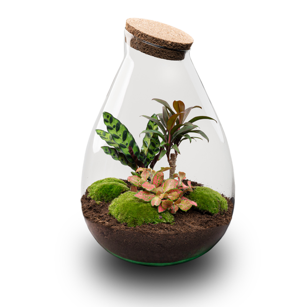 Flaschengarten-Set „Drop XL Palm" – DIY-Terrarium mit Palme