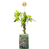 Echter Jasmin – Jasminum officinale – Ansicht 2
