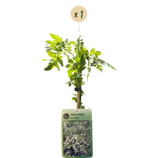 Echter Jasmin – Jasminum officinale – Ansicht 2