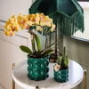 Schmetterlingsorchidee ‚Blossom Lima' – Phalaenopsis – Ansicht 5