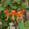 Geißschlinge ‚Dropmore Scarlet' – Lonicera × brownii – Ansicht 3