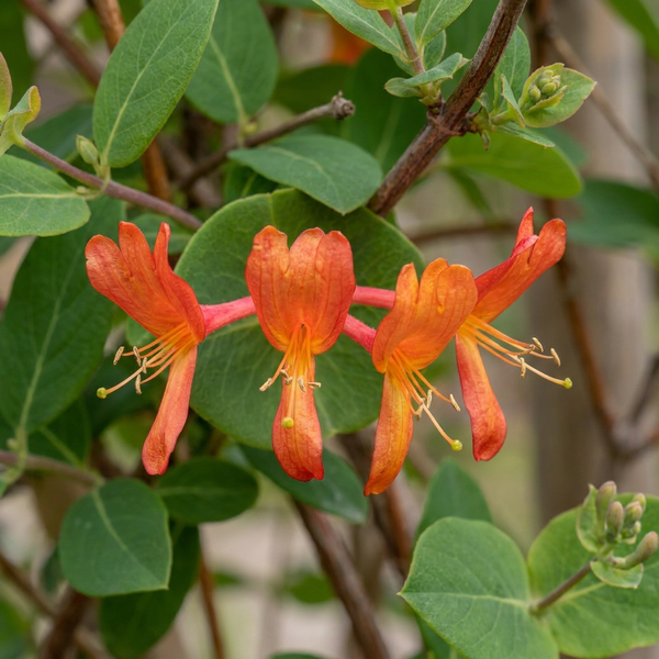 Geißschlinge ‚Dropmore Scarlet' – Lonicera × brownii – Ansicht 3