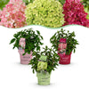 Rispenhortensien-Set „Groundbreaker" – Blush, Greeny und Ruby