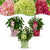 Rispenhortensien-Set „Groundbreaker" – Blush, Greeny und Ruby