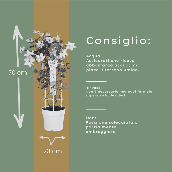 Waldrebe ‚Tsukiko' – Clematis – Ansicht 5