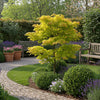 Japanischer Ahorn ‚Jordan' – Acer palmatum – Ansicht 6
