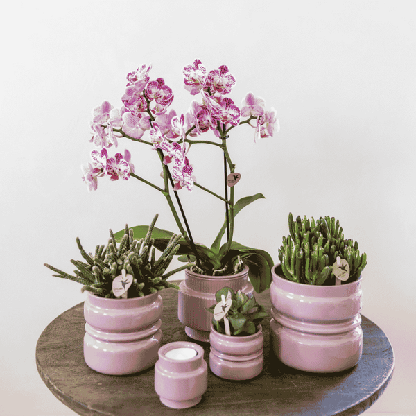 Schmetterlingsorchidee ‚Diamond Bora Bora' – Phalaenopsis – Ansicht 5