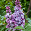 Gemeiner Flieder ‚Michel Buchner' – Syringa vulgaris – Ansicht 5