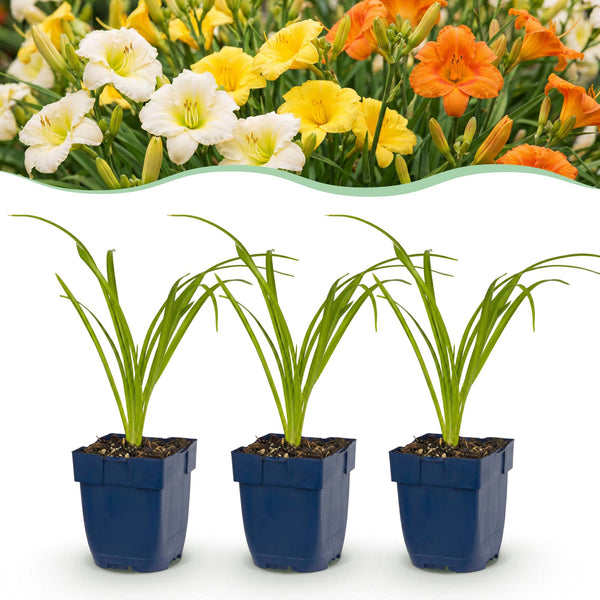 Taglilie – Hemerocallis