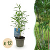 Schirmbambus ‚Blue Dragon' – Fargesia