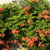 Kletterpflanzen-Set „Rainbow" – Clematis, Efeu, Geißblatt & Trompetenblume – Ansicht 7