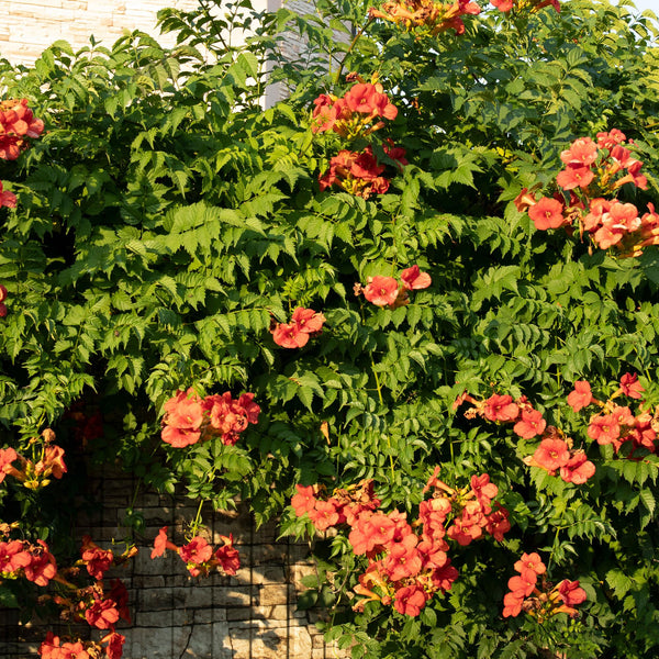 Kletterpflanzen-Set „Rainbow" – Clematis, Efeu, Geißblatt & Trompetenblume – Ansicht 7